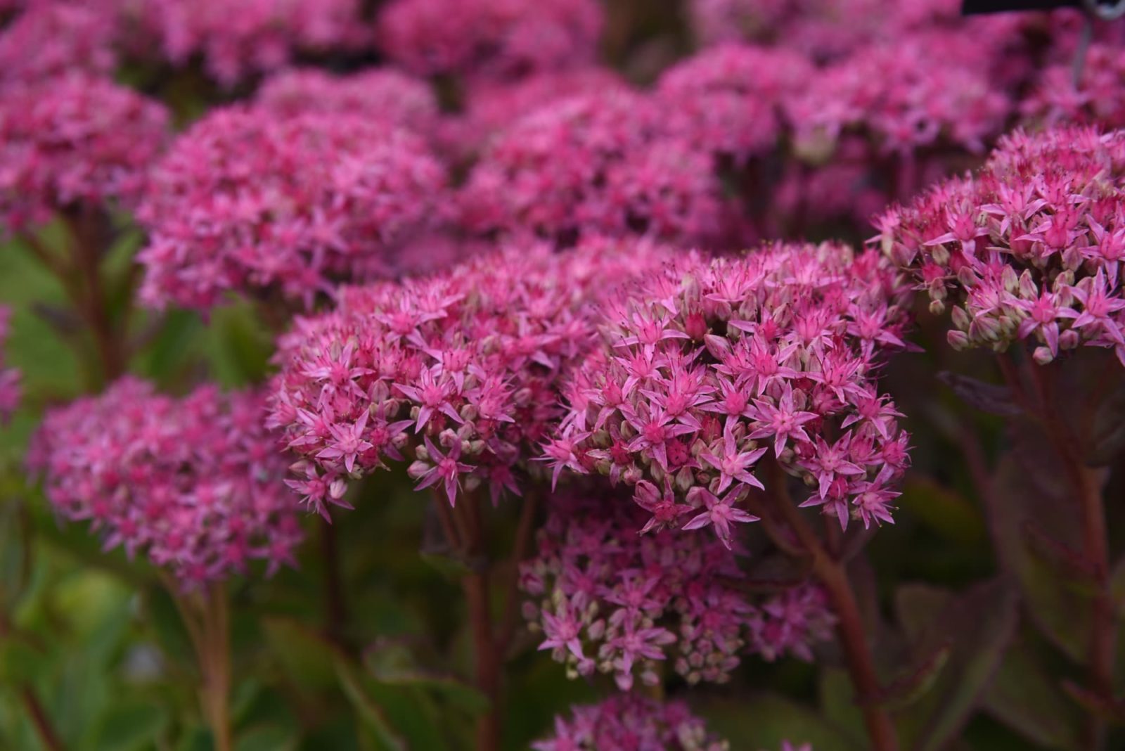Sedum spectabile hybrida Carl with tiny pink flowers growing in flathead clusters