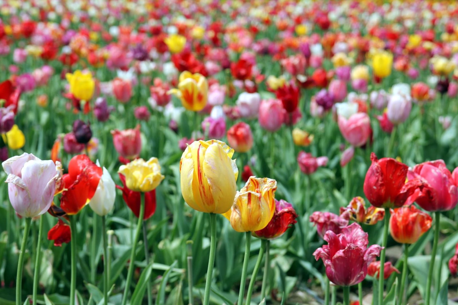 yellow, red and pink flowering tulips growing in a large field that have blooms that are starting to fade