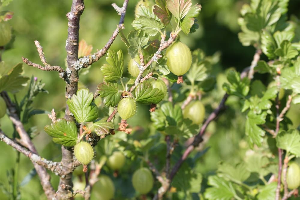 light green gooseberry fruits hanging from the branches of a shrub