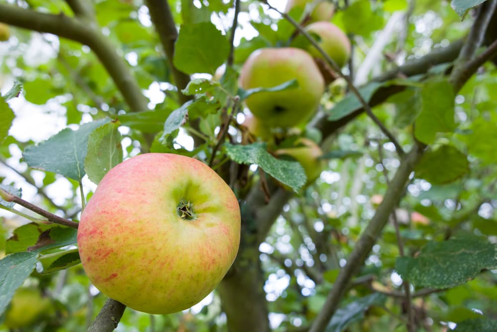 cooking apples with shades of green and red hanging from the branches of a tree