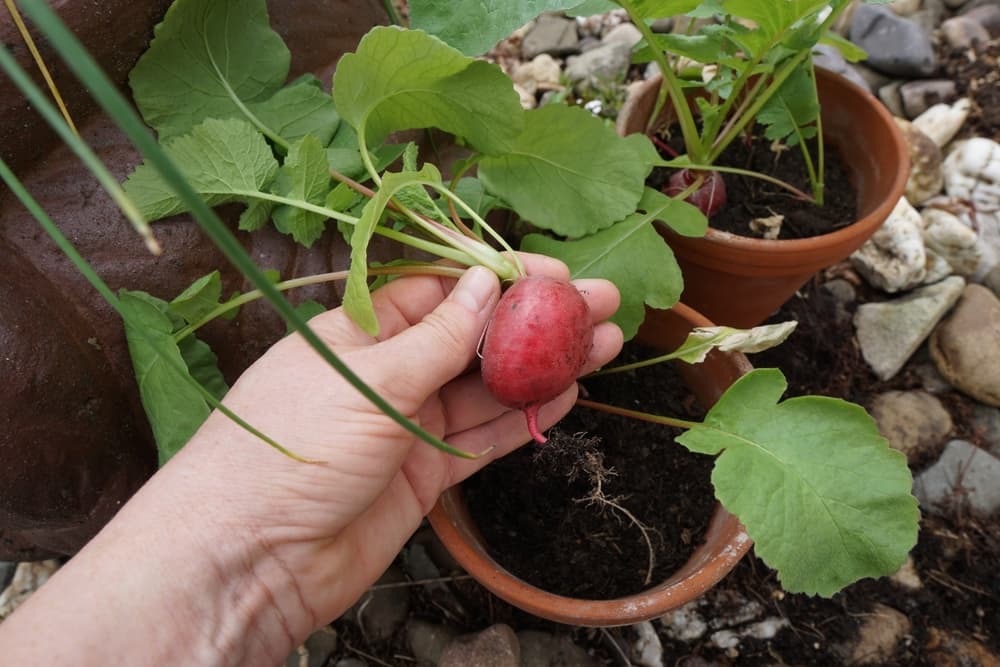 hand harvesting a radish from a ceramic pot