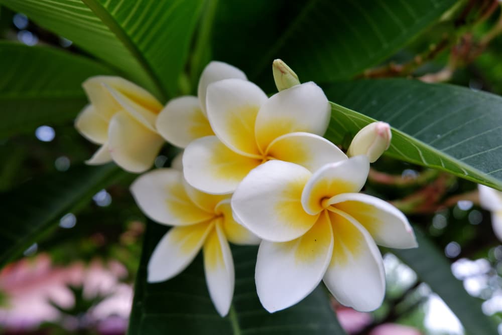 yellow and white flowers of P. rubra 'Aztec Gold'