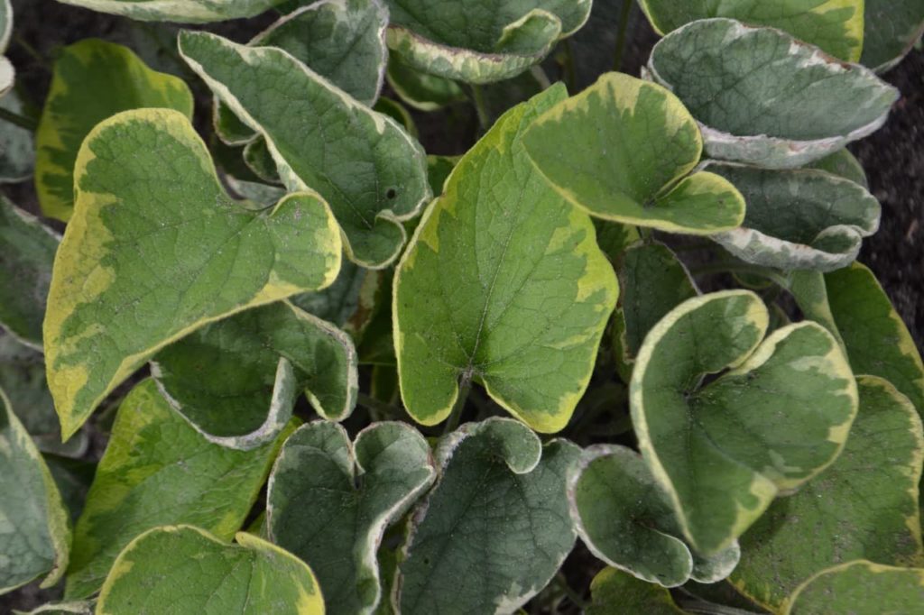 Siberian bugloss 'Hadspen Cream' leaves with green markings and lighter edges in shades of yellow and cream