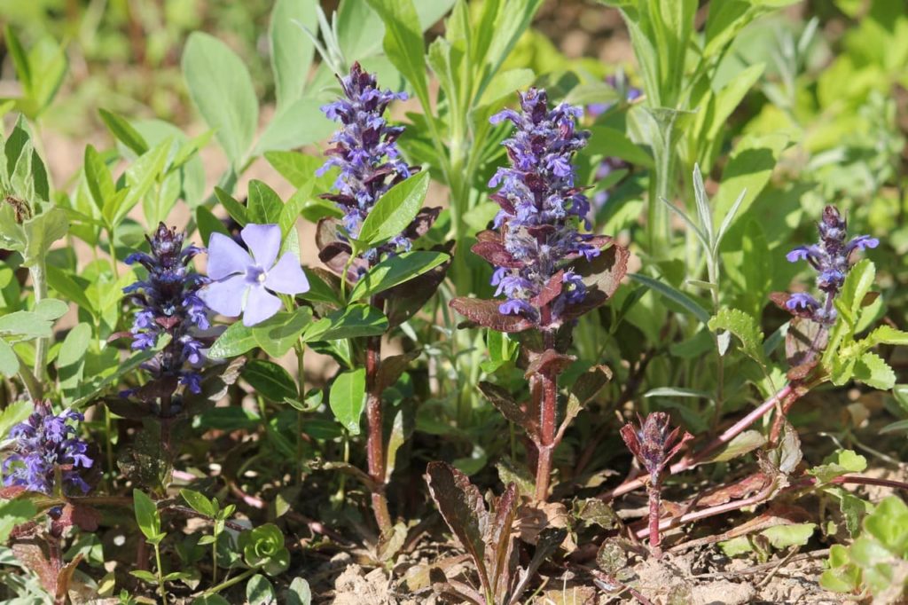 Ajuga reptans with purple flowers and red stems