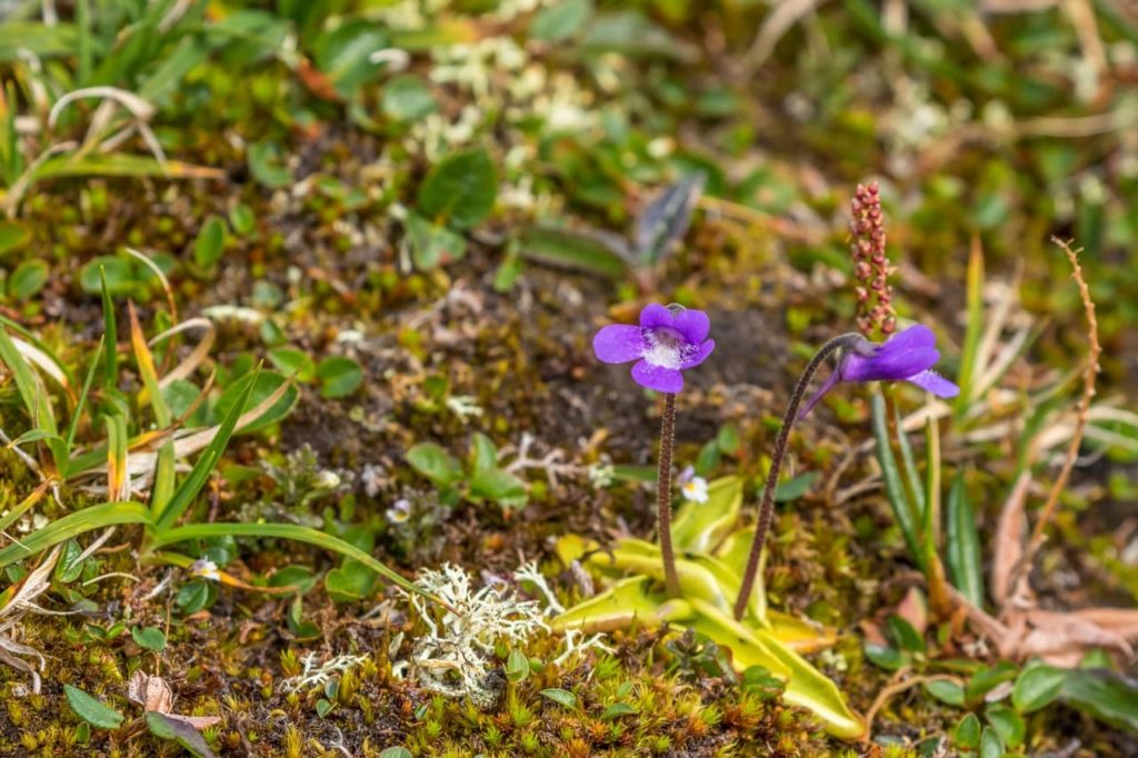 tiny purple pinguicula flowers growing from stems in boggy ground
