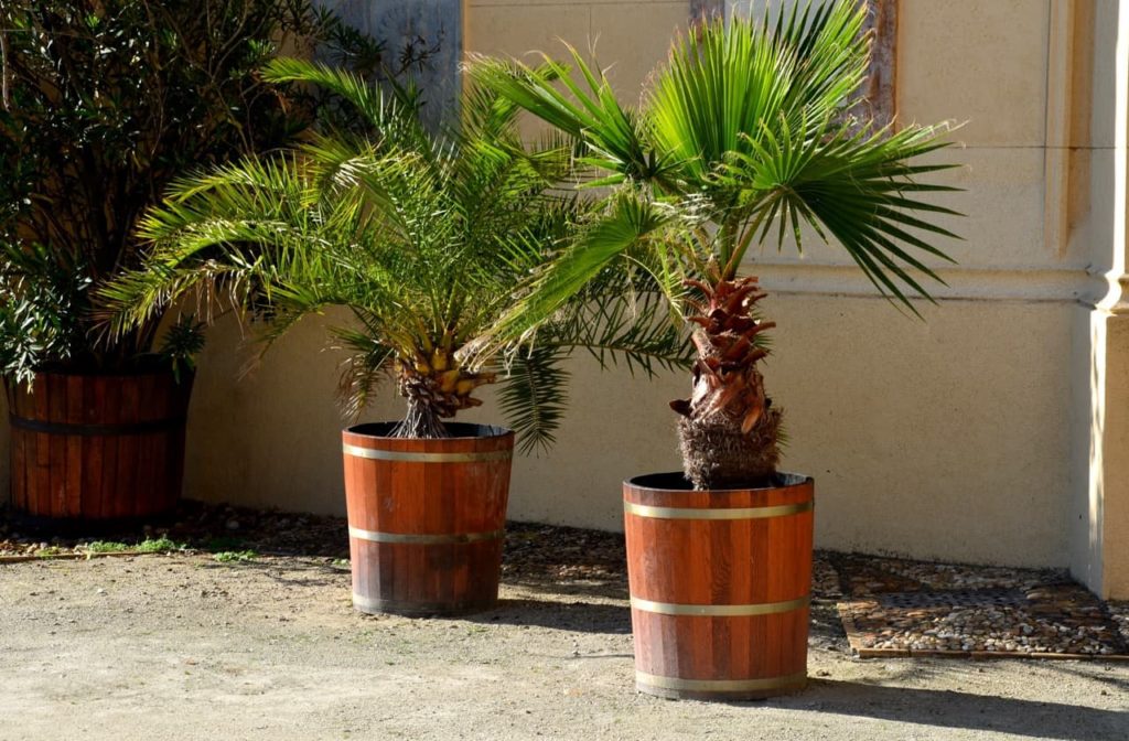 Howea belmoreana plants growing outdoors in pots with thick trunks