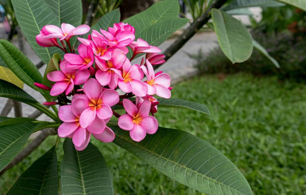 pink flowering frangipani plant with lanceolate leaves