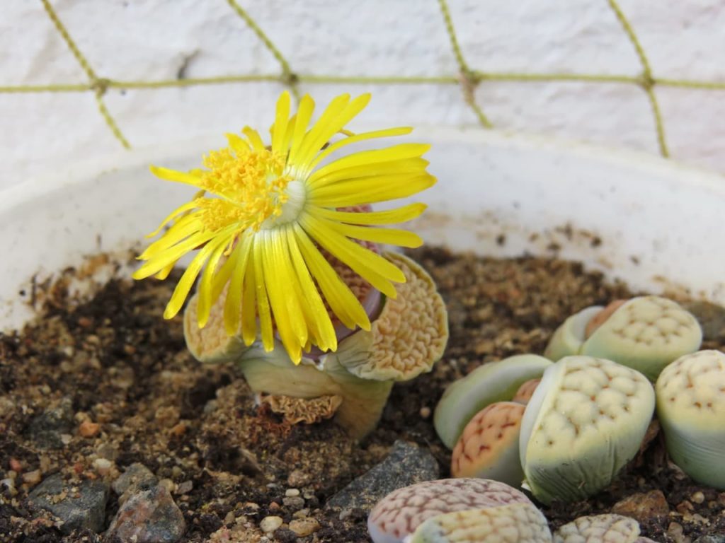 yellow lithops flower growing from a white pot