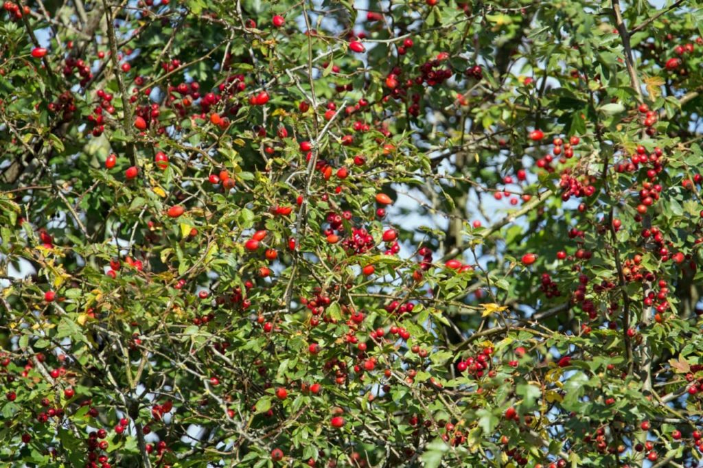 common hawthorn shrub with round red berries