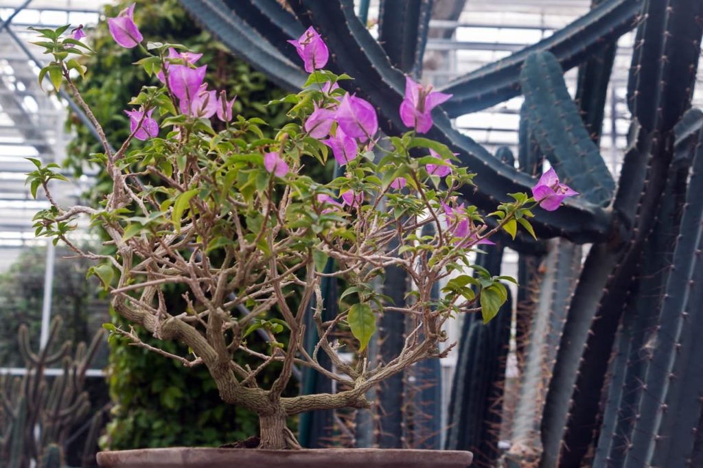 pink flowering bougainvillea plant growing in a pot in a greenhouse in front of tall cacti 