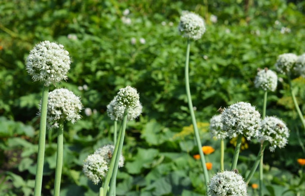 white onion flowers on plants that have bolted