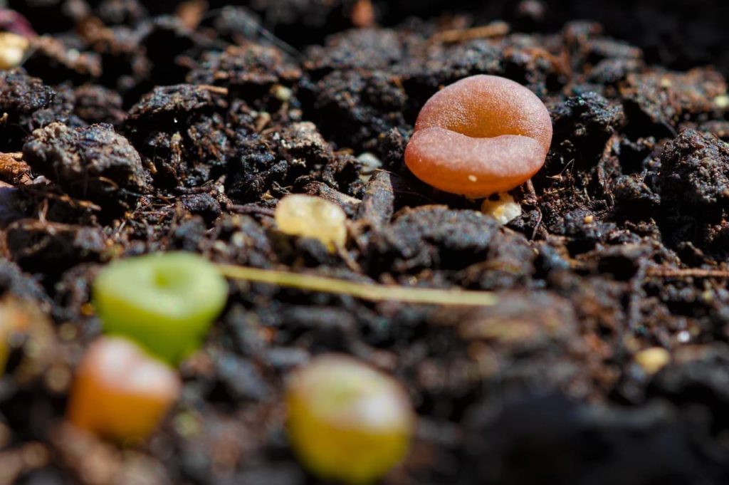 orange and green lithops seedlings emerging from moist soil