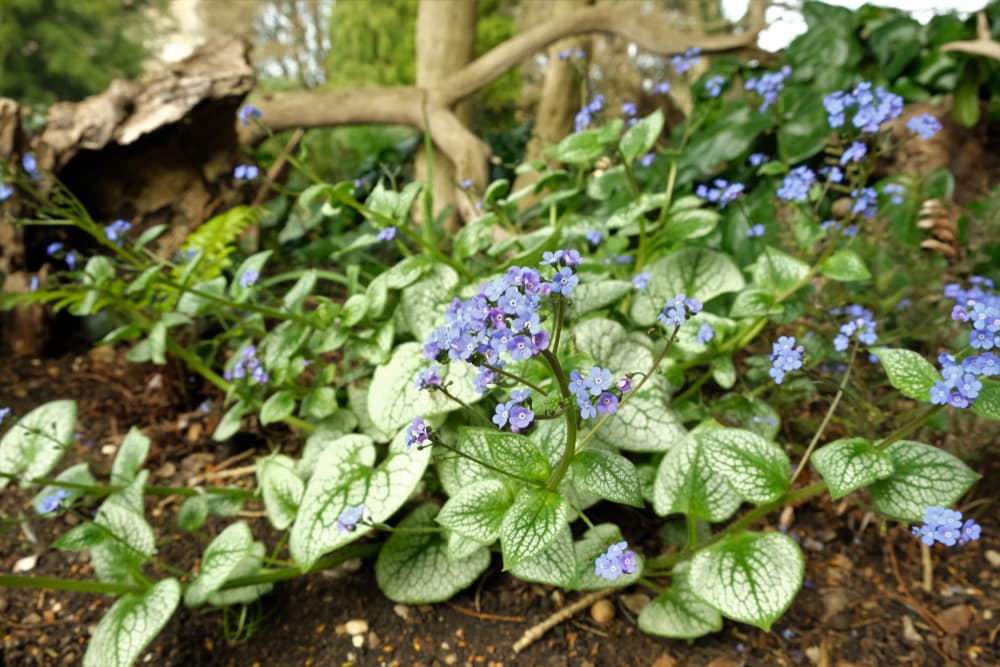 B. macrophylla 'Jack Frost' growing in a woodland setting