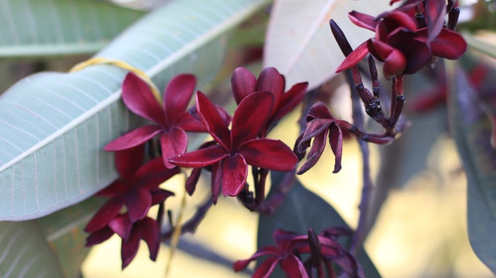 flowering frangipani 'Black Widow'