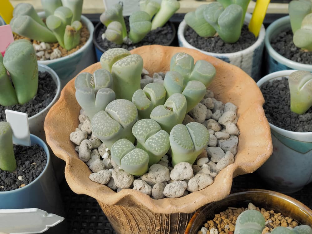 green coloured Lithops lesliei