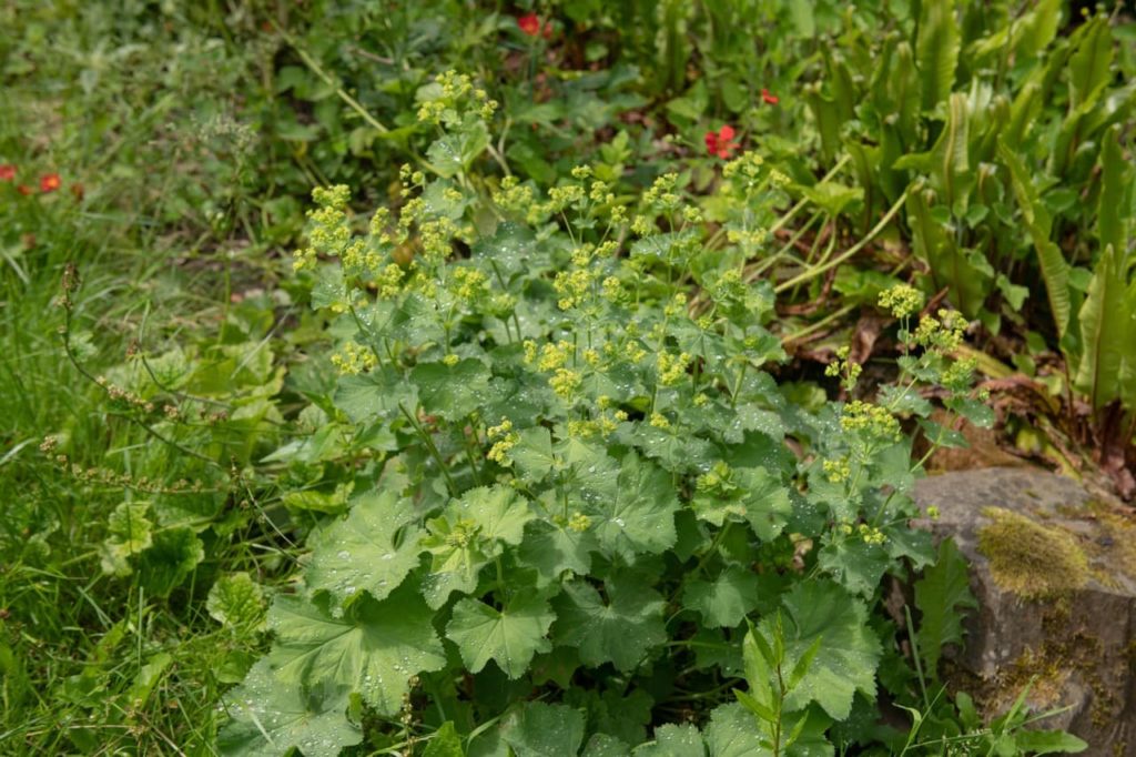 serrated leaves covered in water from a lady's mantle plant with light green flowers