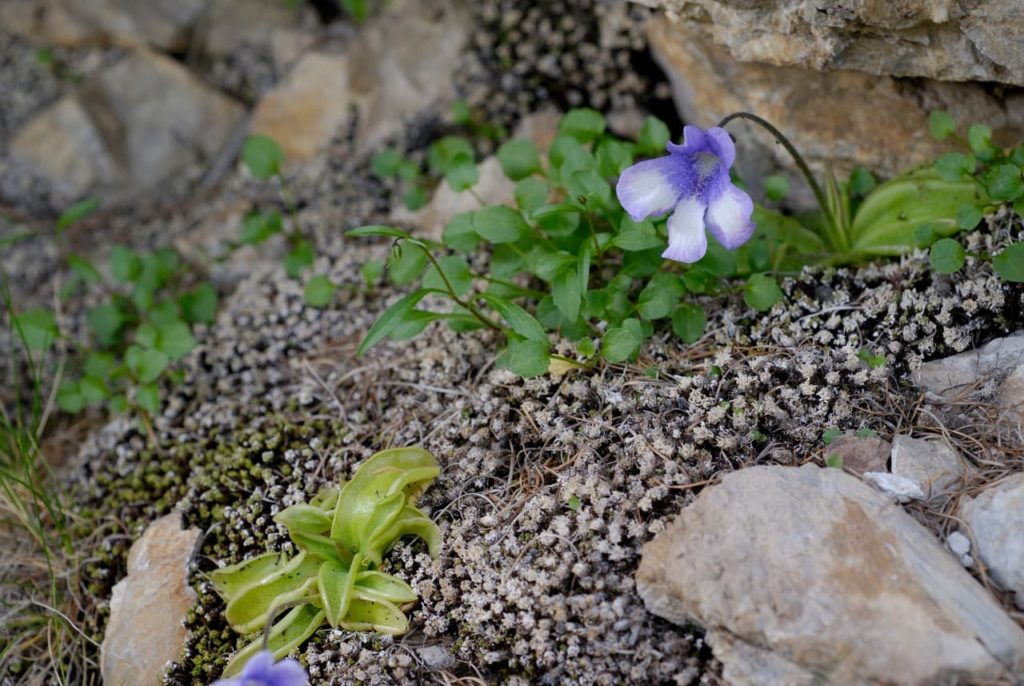 violet flowers drooping from arching stems of a butterwort plant
