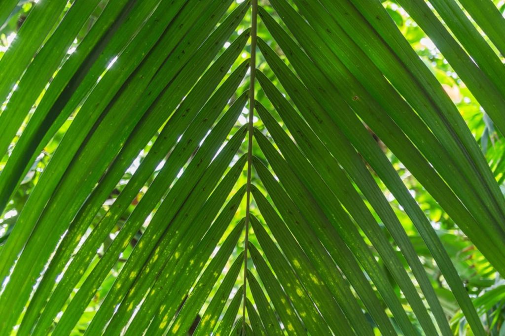 a close-up of the lanceolate, thin divided leaves of the kentia plant