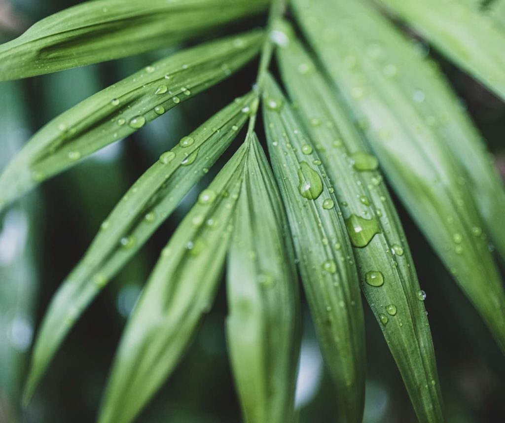 close-up of the water droplets covering the surface of a Kentia Palm