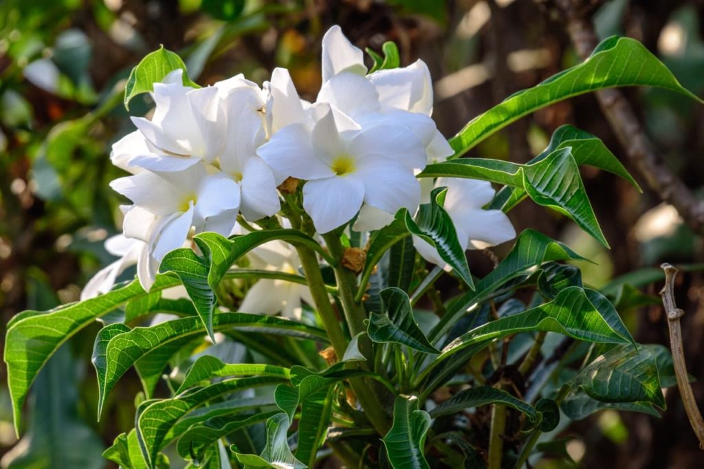 P. pudica 'Bridal Bouquet' with star-shaped white blooms and waxy curled leaves