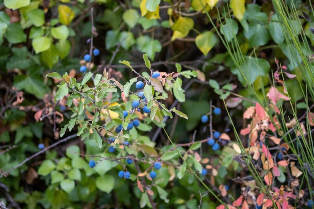 lobed leaves of a Prunus spinosa shrub with blue berries