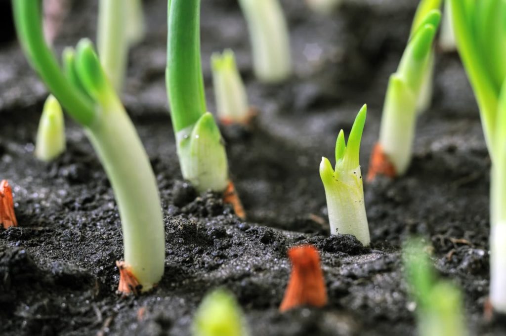 green shoots of onion sets growing in rows from moist soil