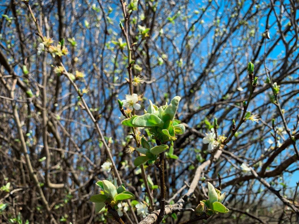 large quince tree with bare branches and new growth