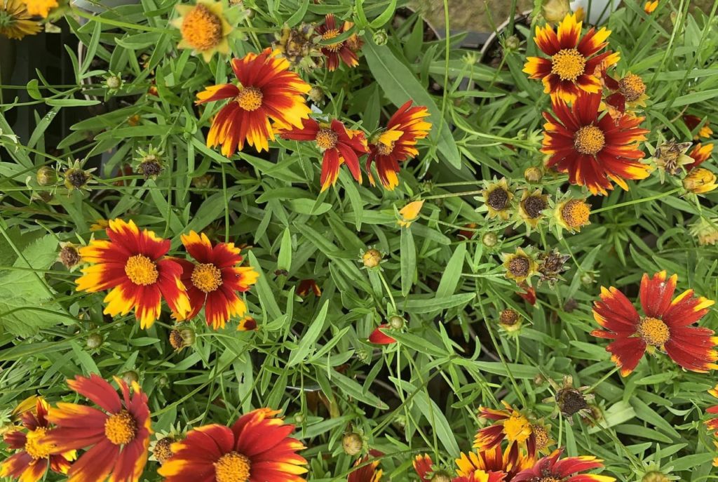 red and orange tickseed 'daybreak' flowers with long lanceolate leaves