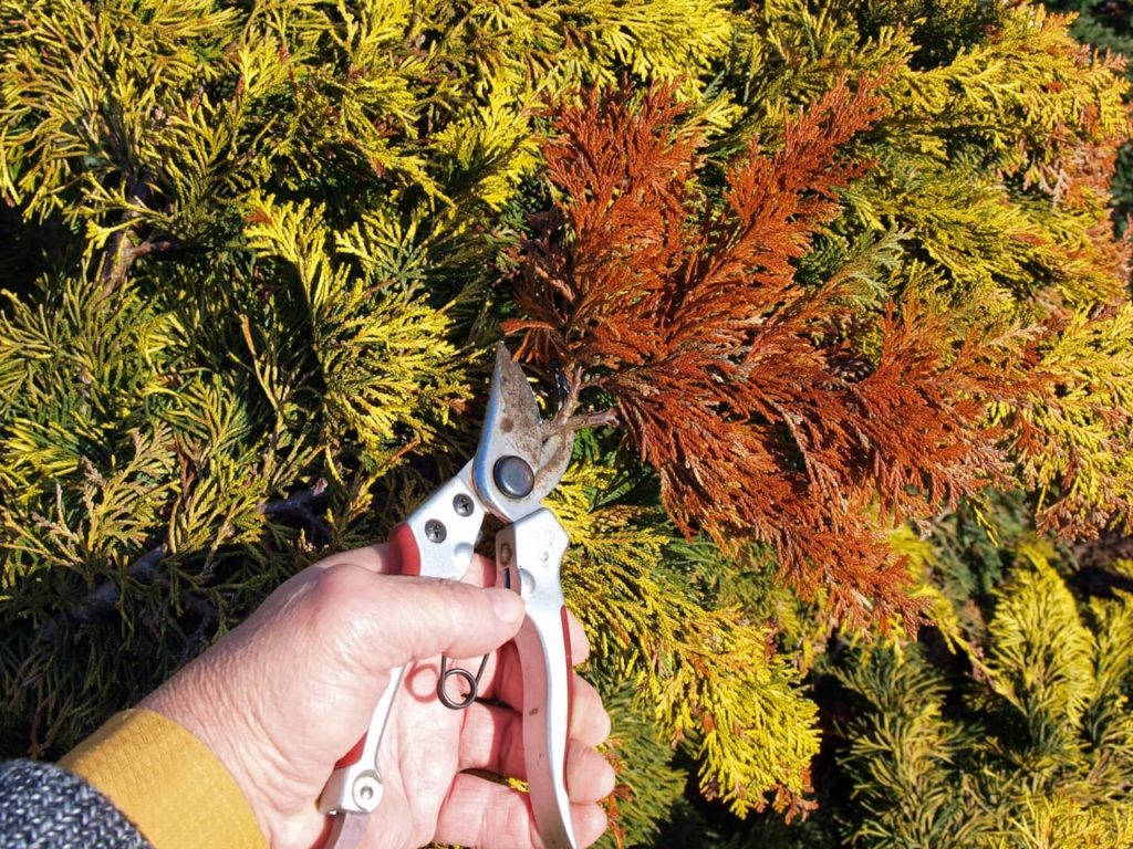 hand cutting a dead brown branch from a juniper shrub with a pair of secateurs