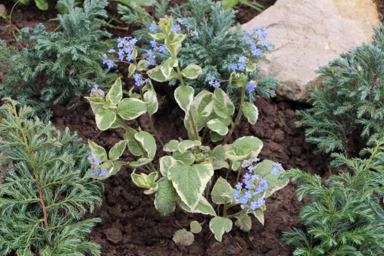 How To Plant & Care For Brunnera 'Siberian Bugloss'