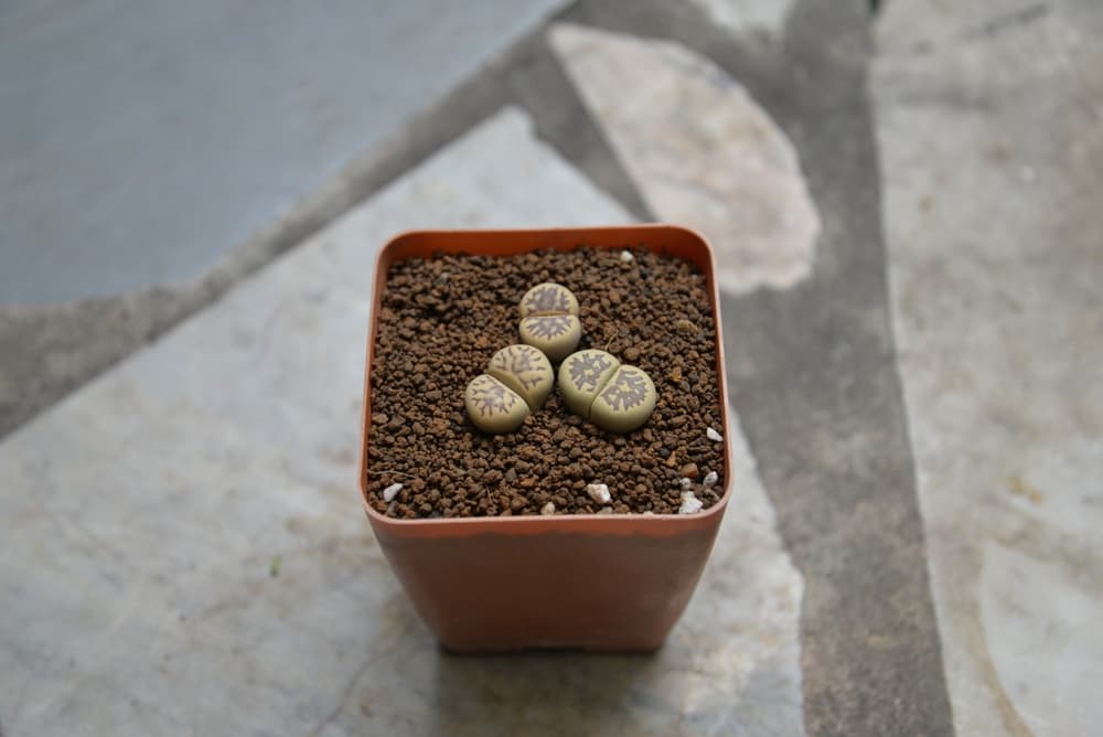L. dorotheae growing in a small plastic pot