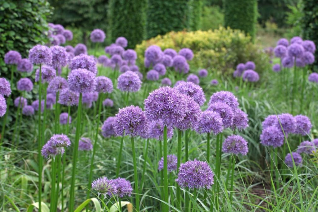 allium 'Globemaster' with globular clusters of tiny purple flowers atop tall stems