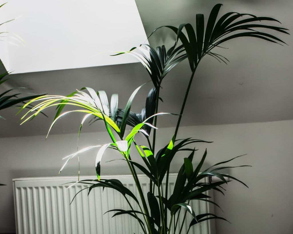 Kentia Palm with tall stems covered with large thin leaves growing in the sun from a skylight window