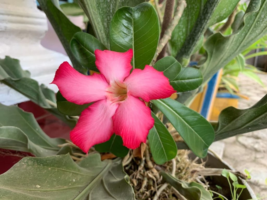 close-up of a potted frangipani flower with 5 pink petals and ovate leaves