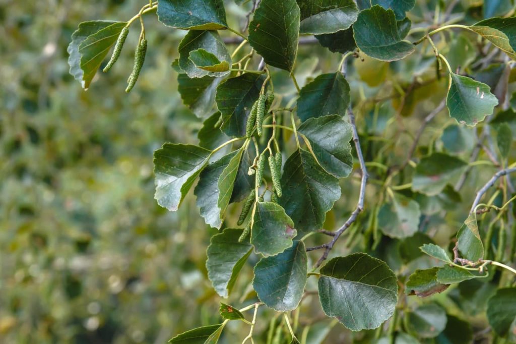 serrated edges of green leaves from a Alnus glutinosa hedge