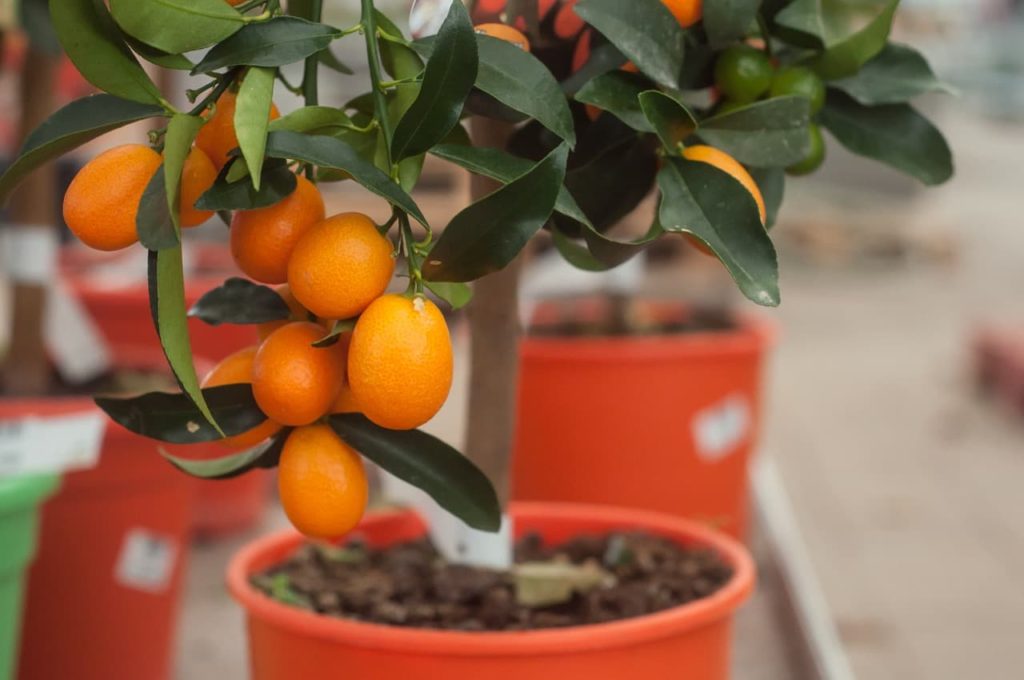 orange kumquat fruit growing from a tree in a container