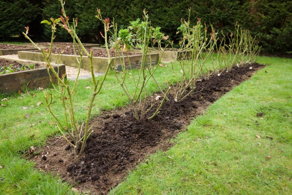 rose shrubs growing in a row in a garden bed that has been freshly fertilised