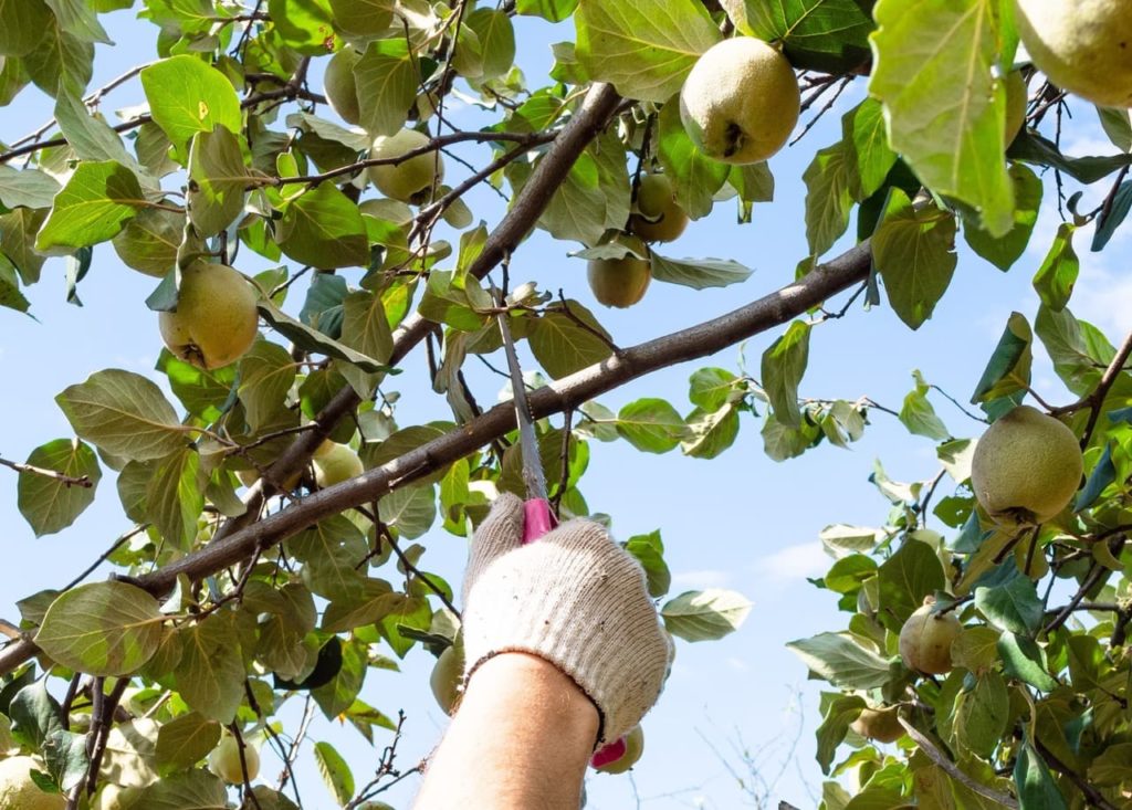 handheld pruning saw being used to cut a branch from a fruiting quince tree
