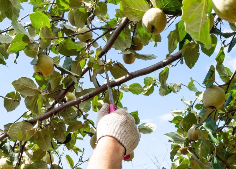When And How To Prune Quince Trees Horticulture.co.uk