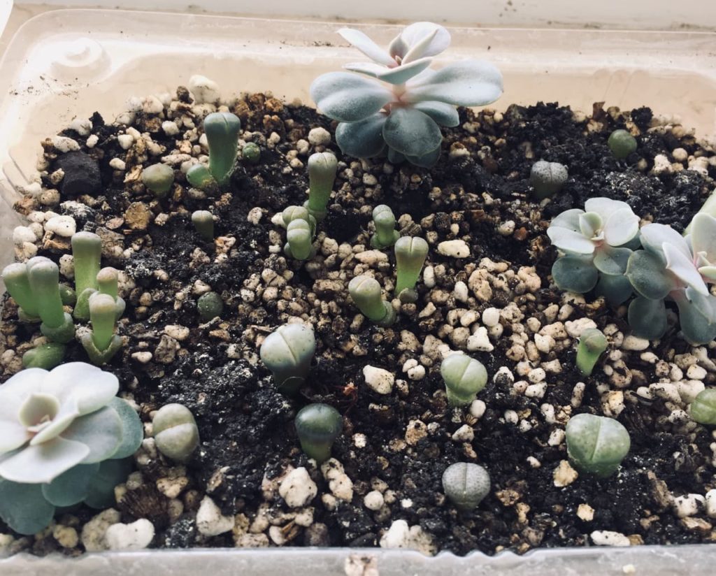green lithops growing in a container with other succulents