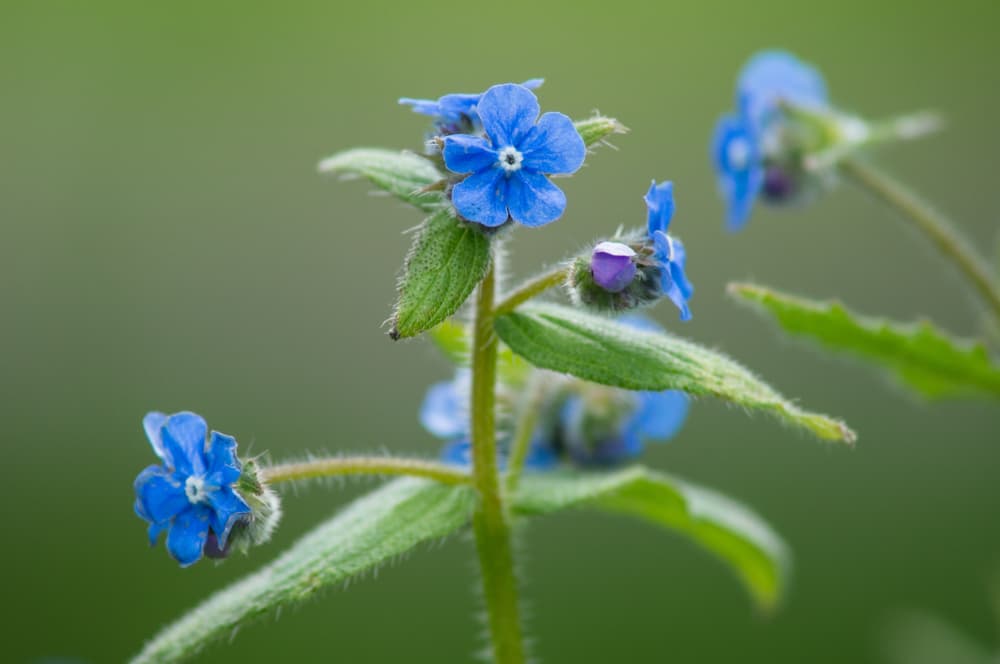 small blue flowers of Brunnera macrophylla