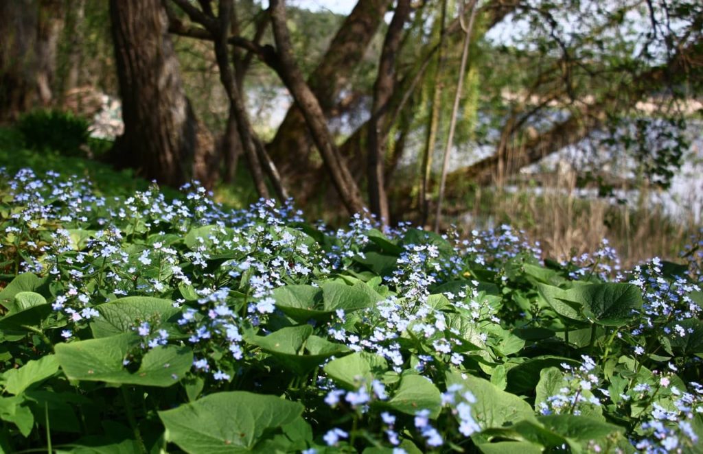 wild brunnera growing as ground cover at the base of trees in a woodland area