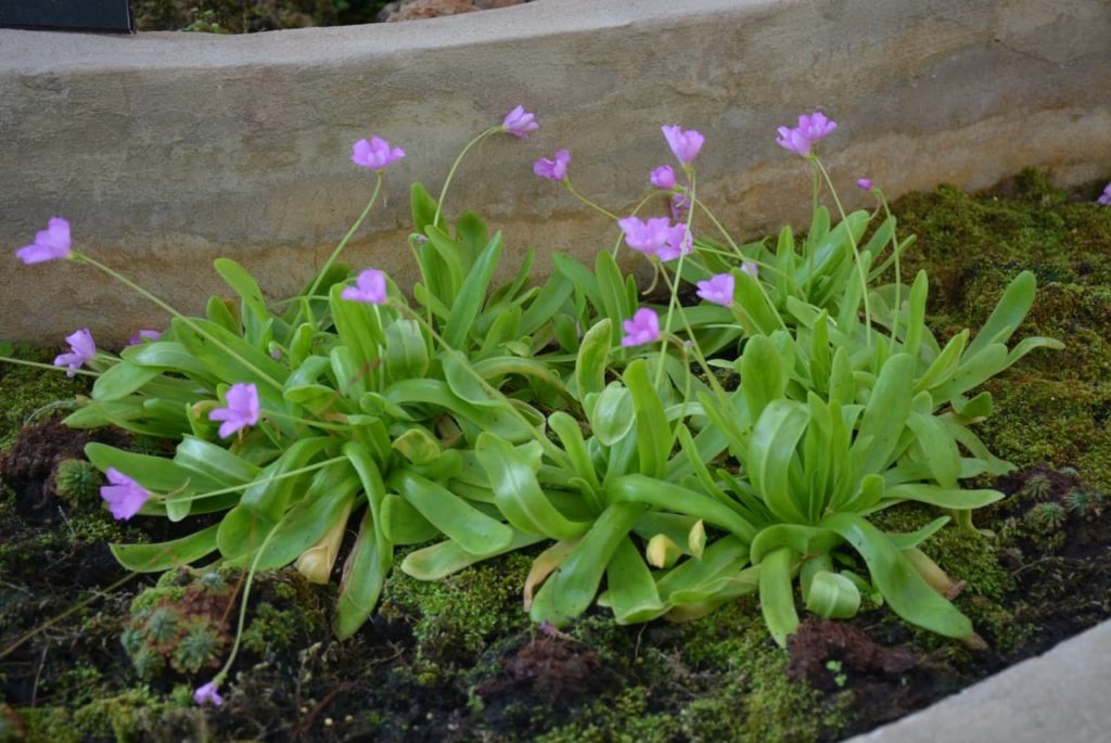 Pinguicula gigantea plant with purple flowers and thin, waxy green leaves in a garden bed