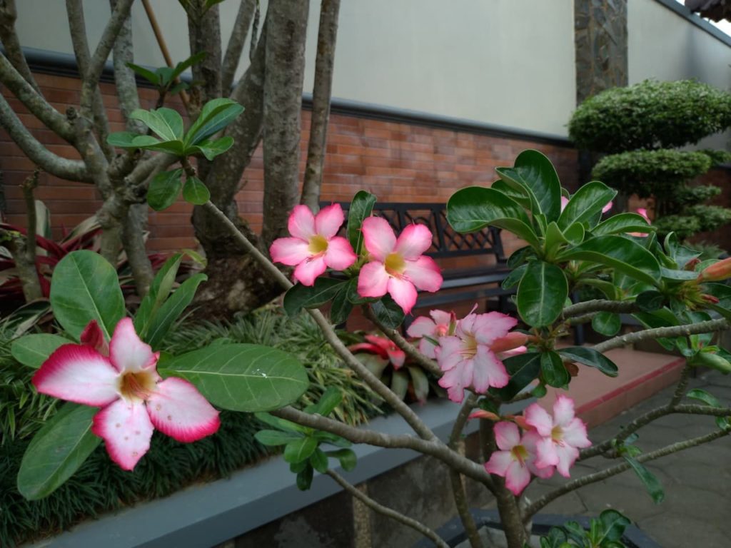 Plumeria with star-shaped white flowers edged with bright pink