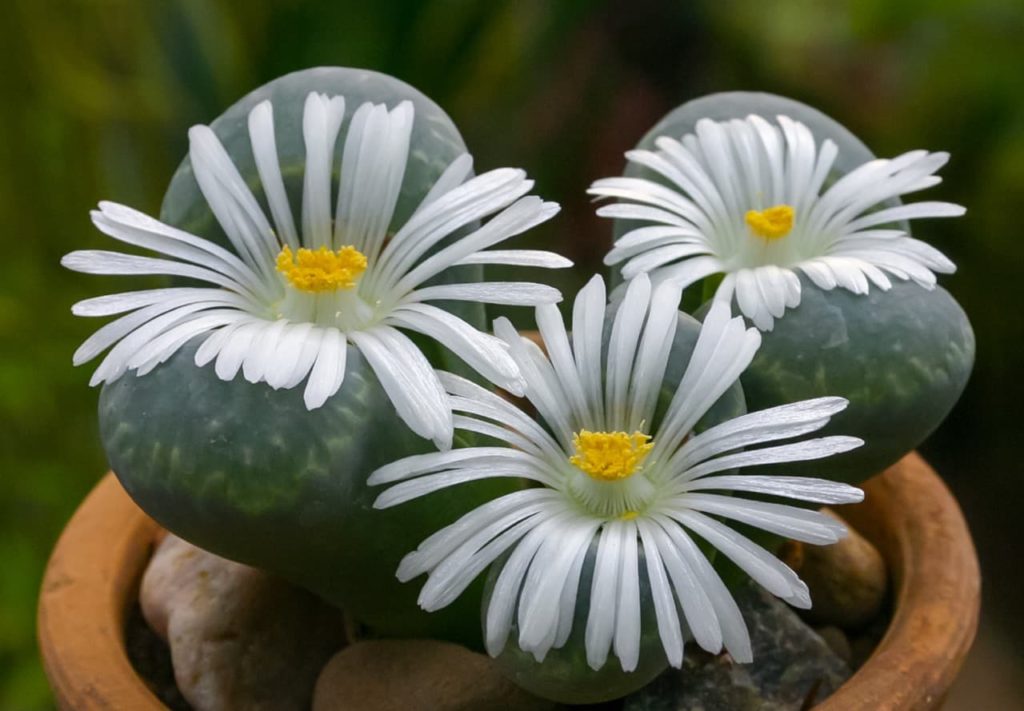 white flowering living stones with dark green thick leaves