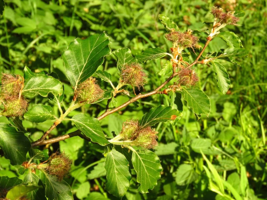 common beech tree with lobed, curled leaves
