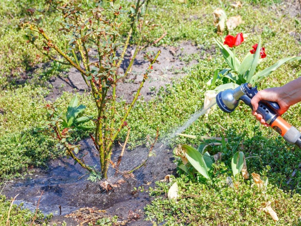 gardener watering the base of a rose plant with a spray hose