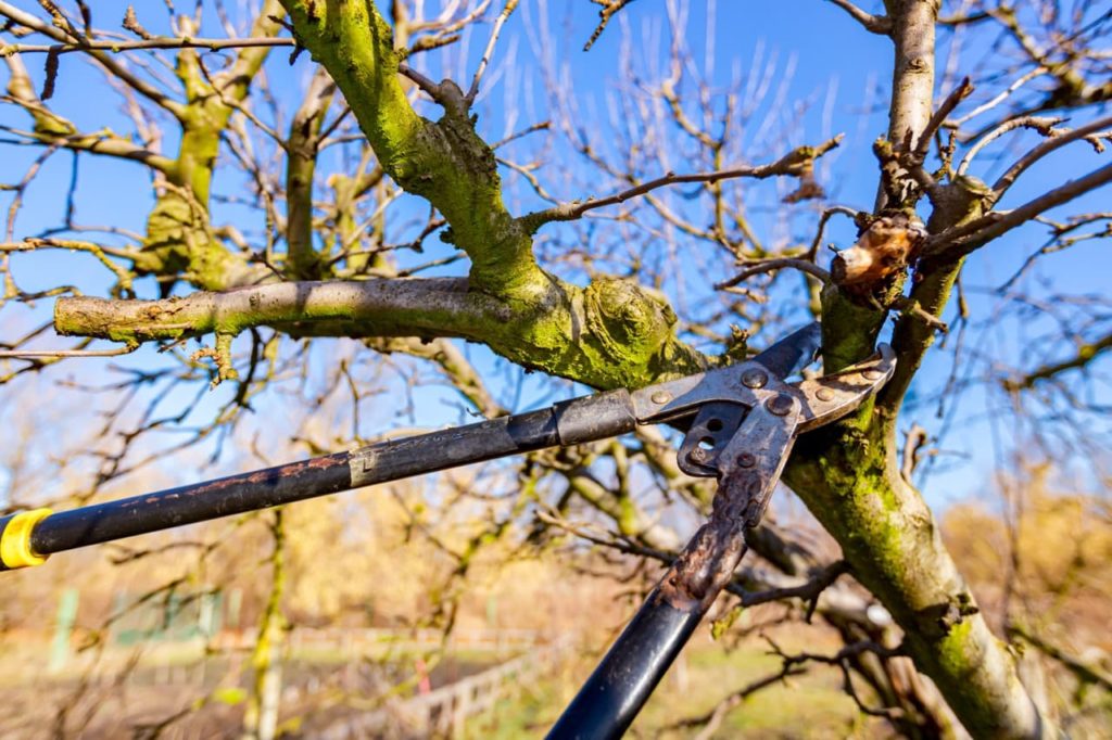 pruning shears cutting a thick branch from a bare quince tree in winter