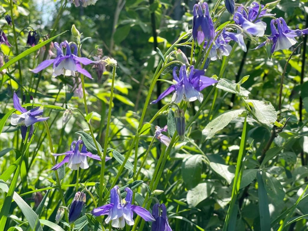 purple flowers growing on tall green stems of an Aquilegia vulgaris plant
