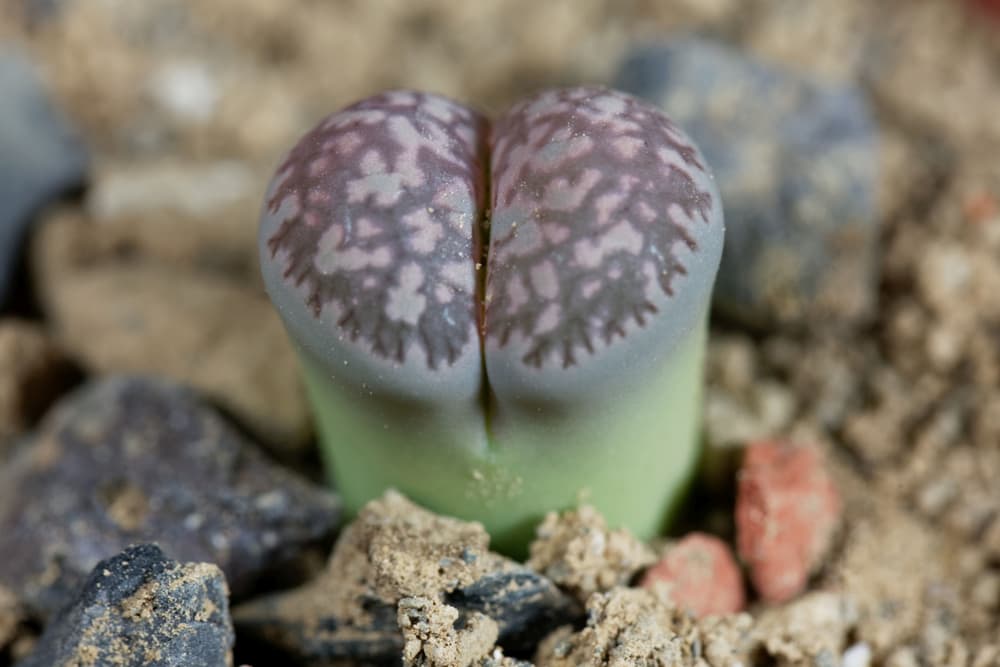 lithops salicola with green, blue and grey colours